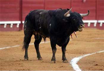 "Almansito" toro de Nu�ez del Cuvillo,  indulto por Enrique Ponce en el Puerto el 24 de julio de 2005. No pudo superar las heridas producidas.