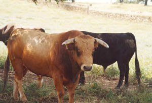 Toros de Carriquiri.