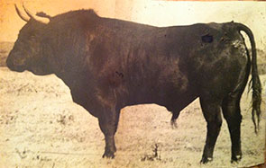 Agua de mayo Agua de mayo