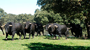 Corrida de expectaci&oacute;n&hellip; corrida de decepci&oacute;n.