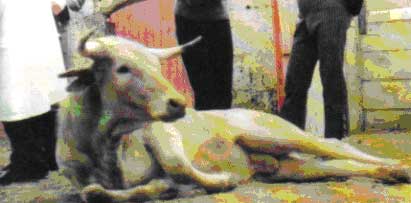  As&iacute; se hubiese quedado el Miura del domingo pasado toro miorrelajado - Foto del autor