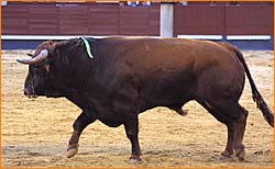 Toro de Daniel Ruiz procedente de Faustino Udaeta